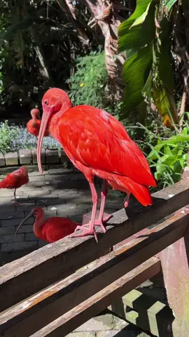 Scarlet Ibis at Birds Of Eden sanctuary #birdsofeden #sanctuary #scarletibis 