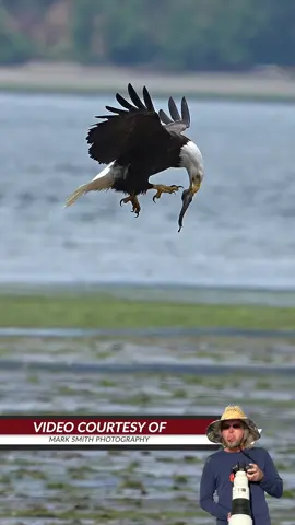 Watch eagle pass fish from its beak to its talons in midair and hide it under its tail feathers. #birdsoftiktok #birdsofprey #marksmithphotography 