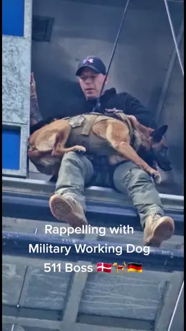 rappelling #k9handler #k9 #k9unit #k9softiktok #k9handler #dualpurposek9 #k9lifedenmark #military #danishmilitary #denmark #germany #militaryworkingdog #militaryk9 #badass #badassmoment #malinois #malinoislovers #maligator