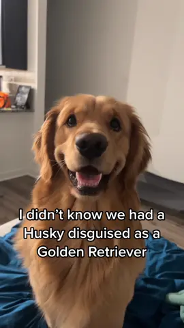 I didn’t know we had a Husky disguised as a Golden Retriever🤣 #goldenretriever #dogsiren #goldenretrieverlife #goldensoftiktok #goldenretrieversoftiktok #doglife #dogmom #PetsOfTikTok #dogsontiktok #dogvideo #talkingpets #foryoupage #foryou #dogvideo #cutedogs #pet 