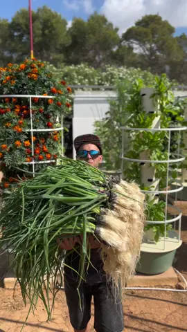 220 green onions grown on one aeroponic tower #greenonions #scallions #springonions #verticalfarming #aeroponics #towergarden #agriculture #farming