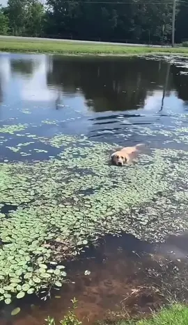 Dog had too much pond water 🤣             #dog#bdogd #gag  #lol 