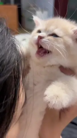 #cat  