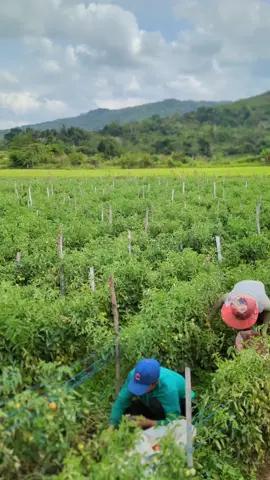 Quick tour of our tomato farm which you won't see everyday. 😁 Our fifth harvest where I somehow managed to document. Tomato variety: Diamante Max F1 Total harvested: 160 crates Total quantity: 3,680 kg #farm #farmlife #farming #farmingtiktok #fyp #agriculture #agripreneur #farmsoftiktok #farmphilippines 