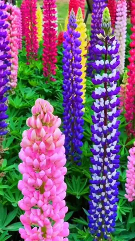 #flower #world #scenery 