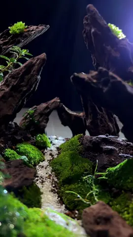 #Fish tank landscaping#Mossy landscape#Natural landscape#microlandscape#Glass aquarium#fyp #foryou #foryoupage #Landscape #handmade #Natural art