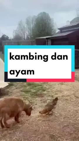 #FunnyAnimalsVideo #kambingdanayam#kocak