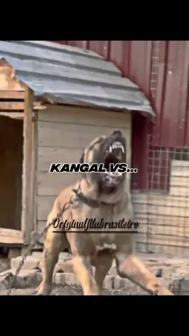 Kangal vs pitbull #kangal #Pitbull #Kangalturco #Kangalvideo #Kangaldog #Apbt @Beyaz - (Aziat) @claudioobrabo😻 