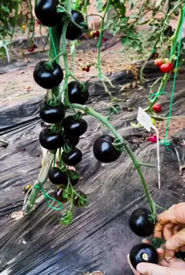 Black tomatoes #farm #harvest #plant #tomato 