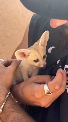 Este zorro del desierto es el animal más adorable que existe 🦊 Durante mi reciente viaje por Marruecos conocí a unos locales que tenían un bebé de zorro del desierto. Al parecer lo encontraron durante una tormenta de arena cerca de Merzouga, aunque esta versión no me acaba de cuadrar. Ya sabéis que no apoyo la tenencia de animales salvajes en cautividad pero en este caso había poco que pudiera hacer. Disfrutemos de poder ver y conocer mejor a este animal tan fascinante y esquivo, ojalá que la próxima vez pueda ser en libertad… #tarzandez #animalestiktok #animalesvirales #zorrodeldesierto #animalesrescatados #animalrescue #zorro #animalplanetlatinoamerica