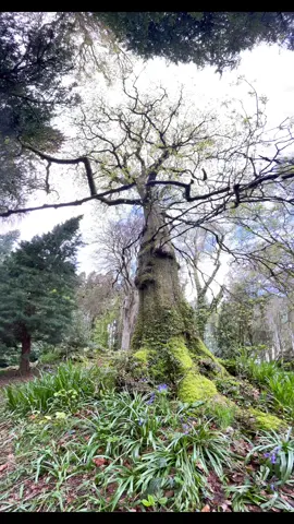 Thank you to Bike Mourne! I loved ❤️taking photos at Barbican Gate in the enchanting Tollymore Forest Park, at the foot of the majestic Mourne Mountains. It has been featured in movies and TV shows like 