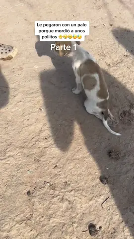 Lo llamaremos MALUMA toby le dieron un palazo por morder unos pollitos, #adoptanocompresanimales #riohacha #proyectotawala #daresmejorquerecibir #rescate #dog #rescatandoanimales #guajira 