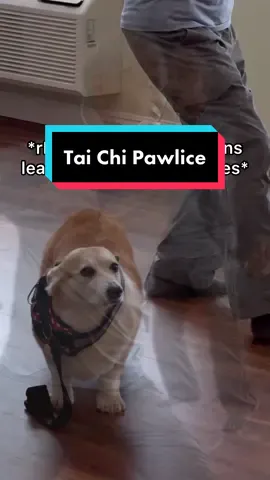 Tai Chi Mapolice gets a taste of her own medicine #dogsoftiktok #PetsOfTikTok #dogtok 