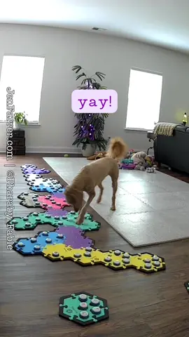 For context, she uses the word “frisbee” in the way that most people use the word “fetch”. Talking dog teacher planners & fluent pet button discount code/link in our bio 😊 #dogmomlife🐾  #fluentpet  #canineaic #aic  #talkingdogsofinstagram #talkingdog  #talkingbuttons  #funnydog  #howtheycantalk #hunger4words #dogreels #theycantalk #wordbuttonsfordogs