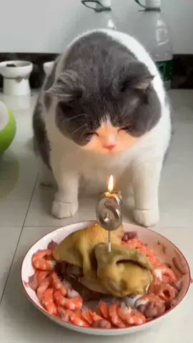 Hepi besdey empus gemoy🥳 #heppybirthday #siempus #empus #gemoy #catsoftiktok #catslovers #cats #funny #funnycatsoftiktok #funnycatvideo #tiktok #fypシ 
