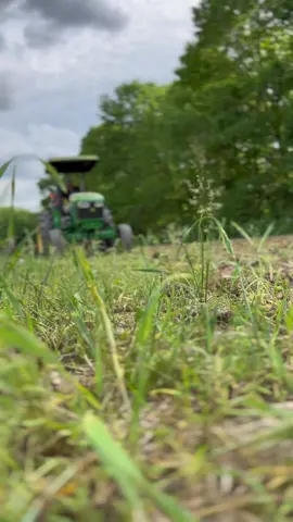 #hay#corn#cattle#cows