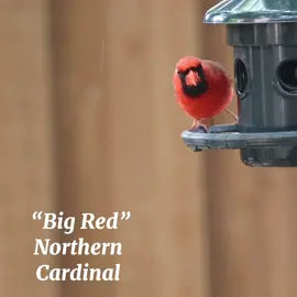 Red Male Northern Cardinal going from seed feeder to suet feeder. His name is Big Red and he is the King of the backyard. He is cautious, comfortable, and beautiful. #birdsoftiktok #fyp #cardinals #redbird #backyardbirdwatching 
