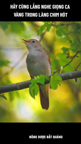 Hoạ Mi - Một trong những loài chim có tiếng hót hay nhất #bird #birdsoftiktok #birdslife #birds #birdlife #birdtok #chimchàomào #birdvideos #birdslove #tiếngchimchàomào #relax #chimchaomao #birdwatching #clip #birdbeautiful #birdphotography #chimhoami #hoami #hoạmihot #nightingale 