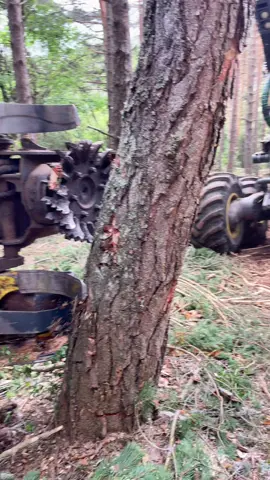 Como grabar debajo de un pino#procesadora1270g #woodworking #johndeere1270g #forestrywork #johndeere #forest #madera #trabajosforestales #viral #viralvideo #harvester #machine #tree #harvester1270g #monte #Love 