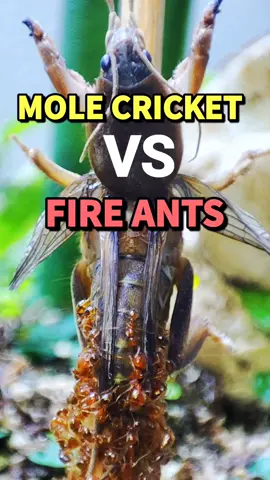Pet 🔥🐜's 3rd 🎂🎉🎉🎉 #PetsOfTikTok #antsoftiktok #foryou #dcolony #insects #ants #TikTokPromote 