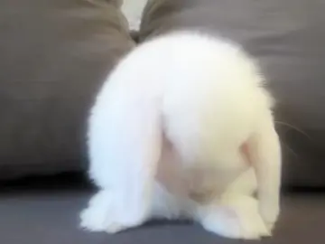 #BUNNY - One fascinating fact about bunnies is that they have a specific grooming behavior known as 