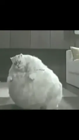 Fat Cat Dancing | Skibidi Bop Yes Yes #fyp #SkibidiBop #viral #challenge #funnycat #funnymemes #meme