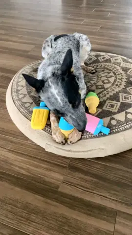 🍦fill with water & freeze! A perfect way for your dog to chill out on hot days 🥵 #dog #dogsoftiktok #australiancattledog #heelersoftiktok #cattledogsoftiktok #cattledog #icecone #icepop #icetoy #gfpet #everydogisperfect #iscreamforicecream  #pupsicle #dogsafety 