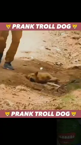prank troll dog #prank #trolldog #foryou #fyp 