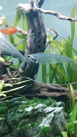 One of the most beautiful transparent sweet water fish!☺️ aquascape.boutique on instagram . . . . #aquarium #fishtank #fish #plantedtank #nanocube #aquariumhobby #animals #aquascape #aquascaping #catfish #glasscatfish 