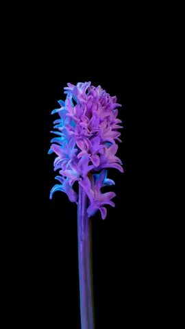 hyacinth in violet and blue 💜💙 #dancingplant #timelapsevideo #timelapseart #psychedelicart #flowertimelapse #hyacinth #flowerart 