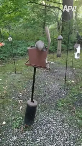 Kronk, is that you⁉️ #whathappensnext #guess #bird #squirrel #funnyvideo #afv 