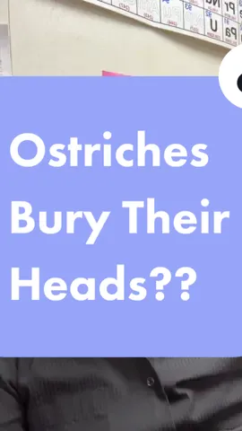 Do ostriches bury their heads? #facts 