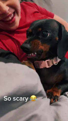 Angry little sausage 😂 #fyp #foryou #foryoupage #dachshund #minidachshund #sausagedog #dog #minidoxdaily #dachshundpuppy #dachshundsoftiktok #dachshunds 