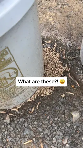 Did I really say i wanted the country life at one point 🫣 #fypシ #worms? #centipede #help 🫤
