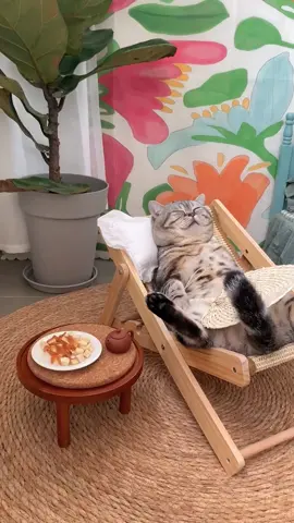 #pet#cats #cat#fyp #funny 