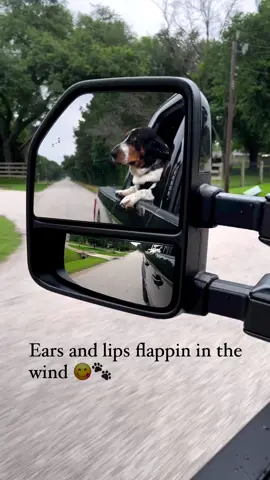 It’s a good day when there’s nobody else on the road so you can flap your lips and ears in the wind 😋🐾🌬️ . . . #truck #driving #windowsdown #flappinginthewind #windy #havingfun #ontheroad #buckledinforsafety #safetyfirst #winston #basset #bassethound #bassethoundsofinstagram #bassetlife #bassethoundlove 