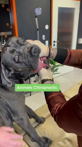 #animals #foryou #köln #nrw #dogsoftiktok #chiropractor #hundevideos 