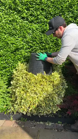 Satisfying trimming try this. #satisfyingvideos #satisfying #trimming #gardening #tiktokgarden #gardeningvideos #trythis 