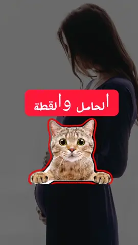 ! ليش لازم الحامل ما تلمس القطة #الحامل #داء_القطط 