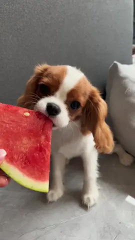 Pierwszy arbuzik 🍉 #cavalier #cavalierkingcharles #puppy #dc #puppylove #dlaciebie #cavalierpolska #happydog 