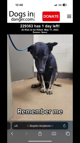 Remember them if you go to buy a dog, Give your shelter dogs a chance when no one else will ❤️ #shelterdog #shelterdogs #shelterdogsoftiktok #adoptdontshop #adoptdontshop🐾 #adoptdontshopdog #rescuedog #euthanasia #killshelter #sad #remember #rememberme #shelterrescue #shelterpetsoftiktok #shelterworker #rescuedogs #muttsoftiktok #muttsarethebest #adoptdontshop❤️ #adoptdontbuy #animalshelter #adoption #nokillshelters #saddog #dogsoftiktok #dogstory #dogbreeder #goldendoodle #germanshepherd #pitbullsoftiktok #husky #huskymix #germanshepherdmix #pitbulls #bullybreeds #rescuedogsarethebest #saveashelterdog #savethem #saveshelteranimals #saveshelterpups #rescueadog #rescuedogsrock 