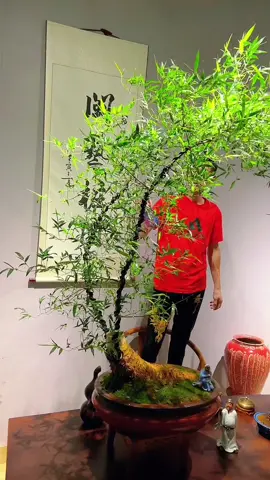 Cụ nào chưa biết cách ép lá nhỏ ib em chỉ. Lan tỏa đam mê! #trebonsai #bamboobonsai 