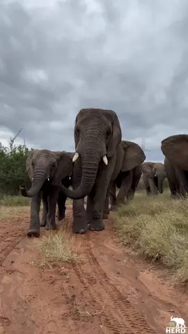 The Amazing Moment the Whole Elephant Herd Emerges from the Bushes, with Jabulani Leading #elephants #animals #elephantorphanage #animalrescue #fyp #southafrica #wildlife #herdsouthafrica 