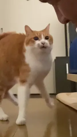 startled cat😂　 #猫　#猫のいる暮らし #cat #cutecat #catsoftiktok  #funny