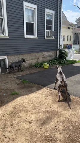 Marshall & Cara vs. Grocery Bag 🤣 #fyp #foryou #dogs #pets #funnydog #funnyscare #scareddog #OhNo #dogsoftiktok #PetsOfTikTok #curiousdog #Outdoors #laugh #dogsvideo #viral #funny #playtime #dogsontiktok 