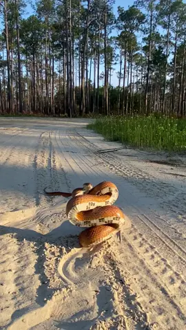 The biggest corn snake I’ve ever seen! Cruised on a dirt road in Florida. 🐍 _ _ #cornsnake #corn #snake #snakes #snakesoftiktok #snakesofflorida #wild #wildlife #floridawildlife #herping #herp #herpingflorida #herpingtheglobe #herpingtiktok #nature #animal #reptile #serpent #defensive #beautiful #florida #snakebite #snakestrike #checkeredboard #orange #bigsnake 