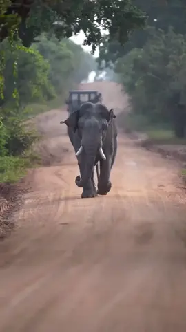 සැන්ඩො කොල්ලා 🖤💪😍🐘 #තිස්සමහාරාම_අපි🌍❤️ #fouryou #wildlife #yalanationalpark #trending #visitsrilanka🇱🇰 #viral #like #wildelephants 