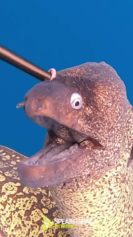 sea ​​monster 🐉 (I usually never shoot moray eels, but a friend really likes to cook and eat them) #spearfishing #fishing #fisherman #fishinglife #fish #underwater #reef #pescado #freediving #sealife 