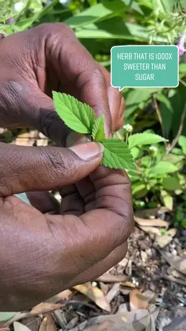 I love having garden guests chew a leaf of this special plant and watching their faces light up with surprise, confusion, and delight 😁🌿 **research plants before you consume them, especially if they are unfamiliar to you** #herbalism #sweetherb #healingplants 
