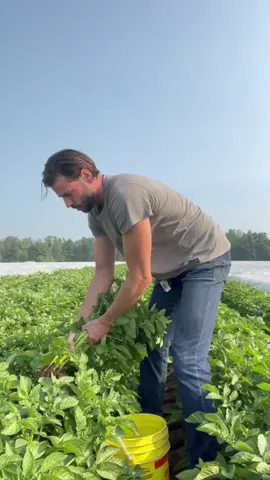 How many potatoes does one potato seed produce?! These are called warba and if everything goes according to plan we should be harvesting next weekend 😊  Have you ever grown potatoes before? Would love to hear about it! #asmr #potatoes #potatotiktok #gardening #farmer 